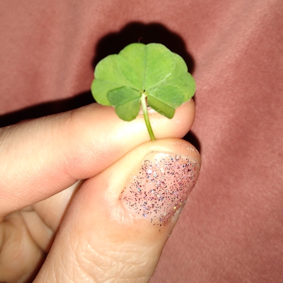 🍀 WILD 5 Five Leaf Clover Rare REAL Just 4U Found 4/23/23 USA yard Lucky Rose - Picture 6 of 17